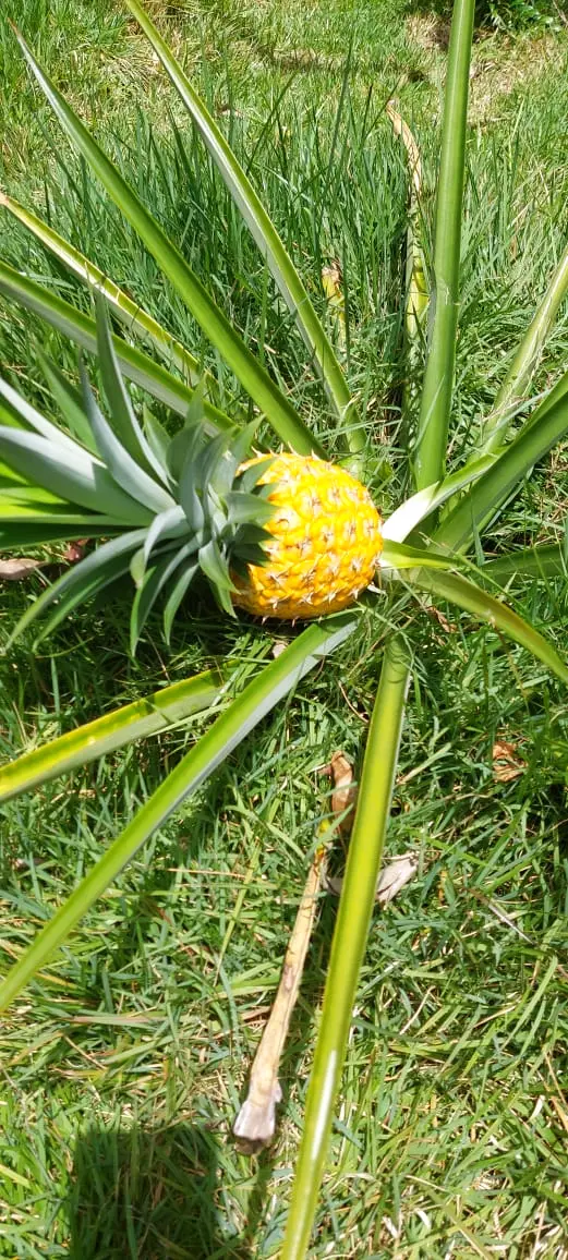 Pineapple plant growing in the tropical landscape of Panama