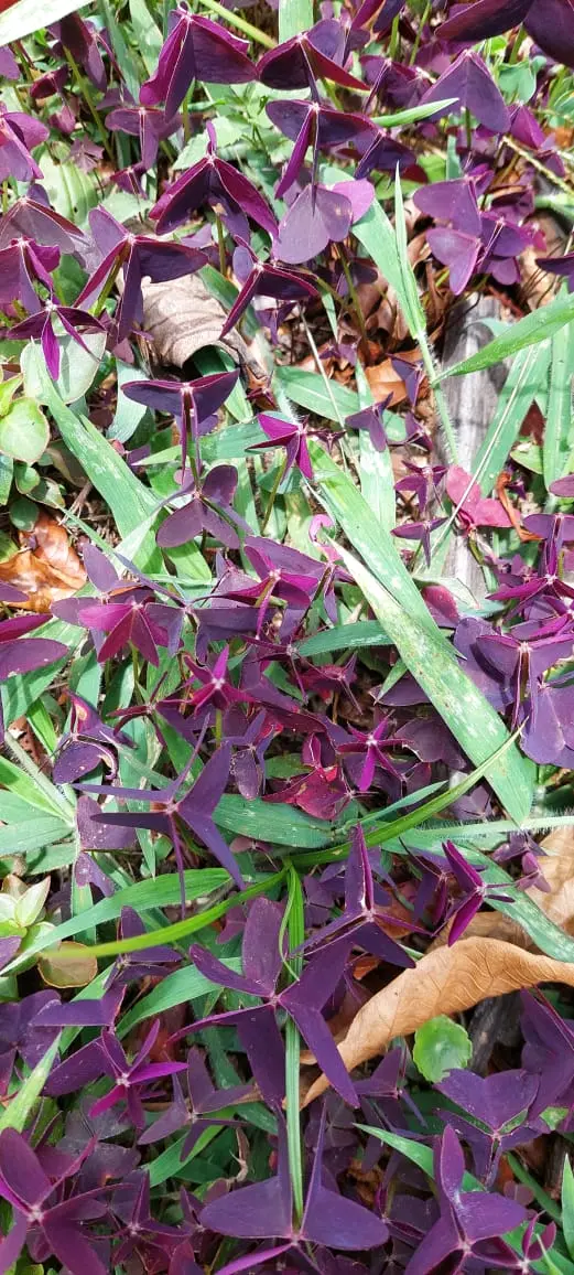 Purple and green tropical foliage in Panama