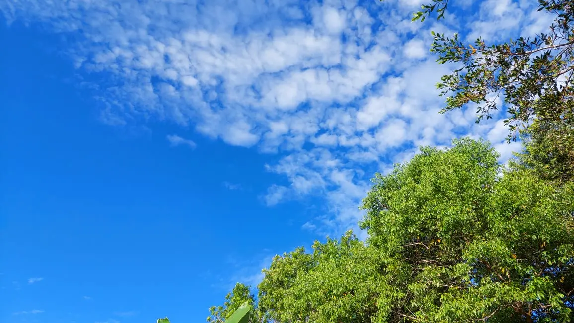Brilliant blue sky above green tropical trees in Panama